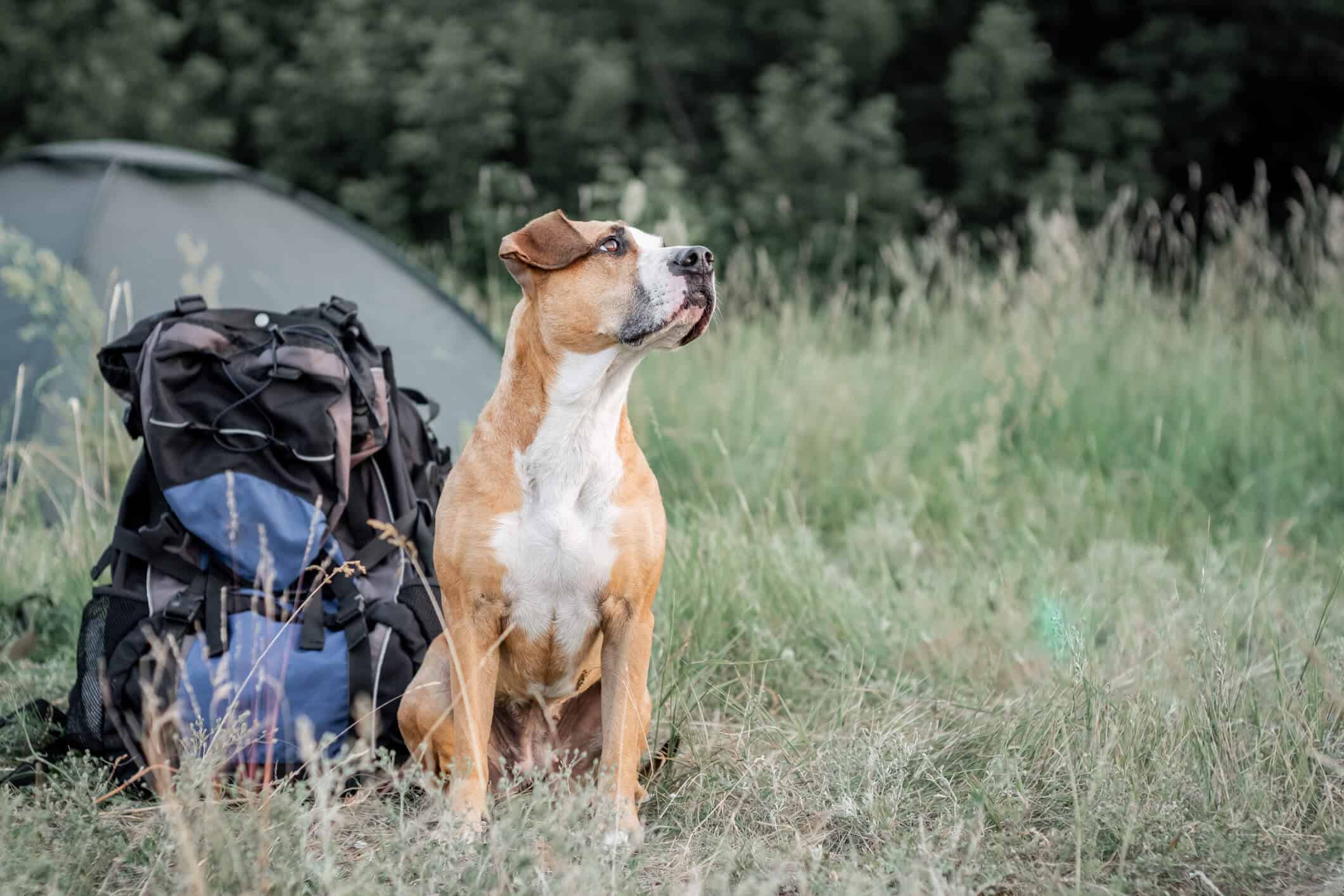 Adorable domestic pet sits near a large hiking rucksack in front of a tent at nature
